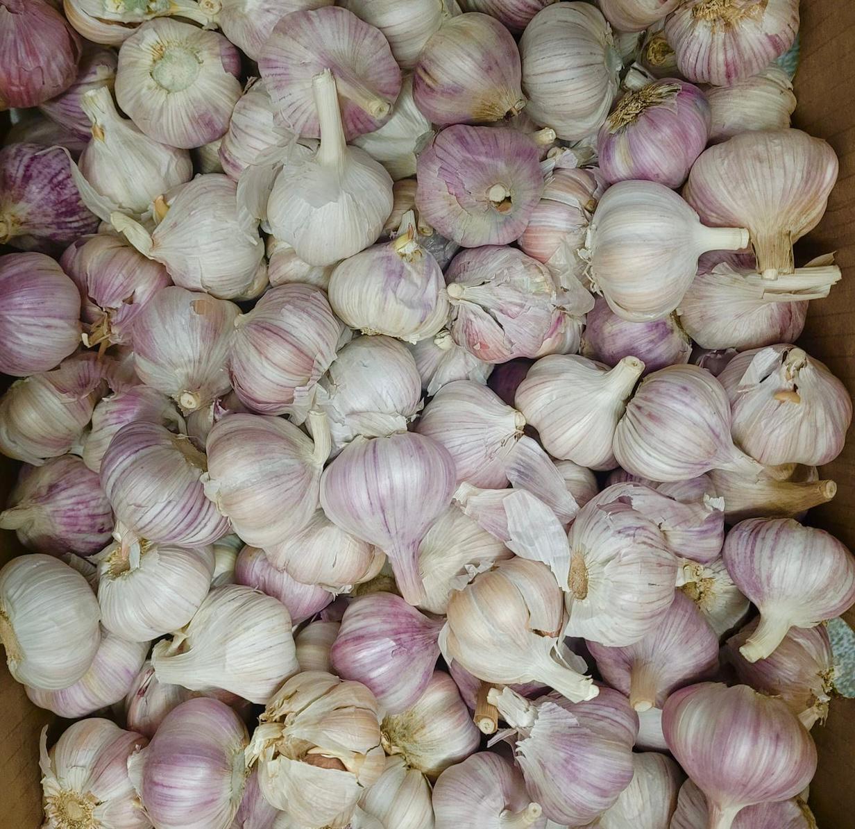 GARLIC.jpg